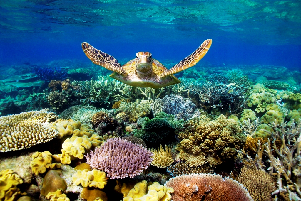 turtle-in-Great-Barrier-Reef.jpg